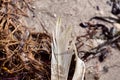 Old feather laying on a beach Royalty Free Stock Photo