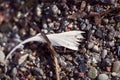 Old feather laying on a beach Royalty Free Stock Photo