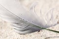 Old feather laying on a beach Royalty Free Stock Photo