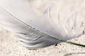 Old feather laying on a beach