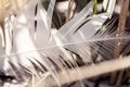 Old feather laying on a beach