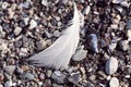 Old feather laying on a beach Royalty Free Stock Photo