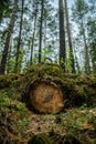 Old felled pine tree in a forest Royalty Free Stock Photo