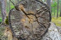 An old felled tree trunk with cracks, the trunk is covered with lichen and tree fungi. Royalty Free Stock Photo