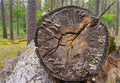 An old felled tree trunk with cracks, the trunk is covered with lichen and tree fungi. Royalty Free Stock Photo