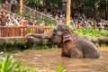 Singapore, December 2018: Asian elephant, Elephas maximus, entertaining in zoo. Royalty Free Stock Photo