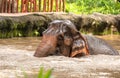Asian elephant, Elephas maximus, taking a bath. Royalty Free Stock Photo