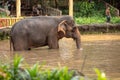Singapore, december 2018: Asian elephant, Elephas maximus, taking a bath in Singapore Zoo. Royalty Free Stock Photo