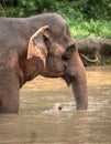 Beautiful old female asian elephant, Elephas maximus, walking in water. Royalty Free Stock Photo