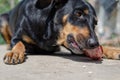 An old female Doberman pinscher chews on a bone outside. Senior