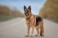 Old female german shepherd dog standing on the road