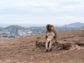 Old female monkey sitting sad on rock at top mountain with blur city view background Royalty Free Stock Photo