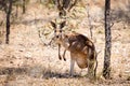 Old female red Kangaroo in Australia's Outback Royalty Free Stock Photo