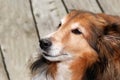 Old female sheltie dog Royalty Free Stock Photo