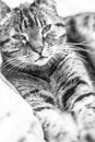 Old female tabby cat monochrome