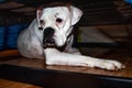 White boxer dog under a bed Royalty Free Stock Photo