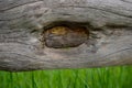 Old fence board on a green blurred background, close-up