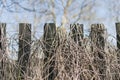 An old fence with a dead plant twining around it