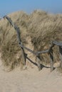 Old fence in the dunes of the North sea Royalty Free Stock Photo