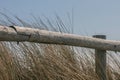 Old fence in the dunes of the North sea Royalty Free Stock Photo