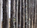 Old fence made of wooden planks, in the style of rustic, grunge, old fashion, worn gray-green color with nails Royalty Free Stock Photo