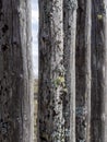 Old fence made of wooden planks, in the style of rustic, grunge, old fashion, worn gray-green color with nails Royalty Free Stock Photo