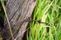 Old Fence Post and Barbed Wire Royalty Free Stock Photo