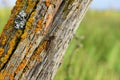 Old Fence Post and Barbed Wire Royalty Free Stock Photo