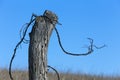 Old fence post, barbed wire Royalty Free Stock Photo