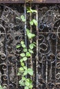 Old fence with rust and moss Royalty Free Stock Photo