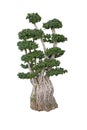 Old ficus bonsai dwarf tree Royalty Free Stock Photo