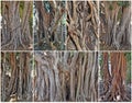 Old ficus roots Royalty Free Stock Photo