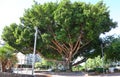 Old ficus tree on a city street Royalty Free Stock Photo