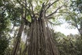 Curtain fig tree, Curtain Fig Tree National Park, Atherton Tablelands, Australia Royalty Free Stock Photo