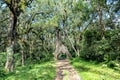 Drive through fig tree, Ficus tree with hole for car Royalty Free Stock Photo