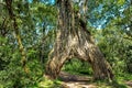 Drive through fig tree, Ficus tree with hole for car, Mountain rainforest, Arusha National Park, Tanzania Royalty Free Stock Photo