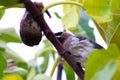 Old Fig and Bandit Bird Royalty Free Stock Photo