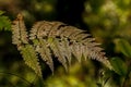 Old Filmy fern frond on blurred forest background in tropical mo Royalty Free Stock Photo