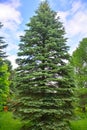 Old fir-tree in Dendrology garden in Pereslavl-Zalessky city Royalty Free Stock Photo