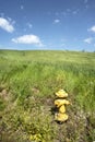 Old fire hydrant painted yellow in country grass field on hill blue sky Royalty Free Stock Photo