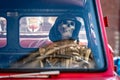 At the old fire truck, a human skeleton with a fireman helmet is Royalty Free Stock Photo