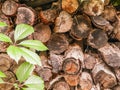 Old firewood, stacked in a pile. Wood texture Royalty Free Stock Photo