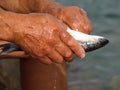 Old fisherman preparing fish