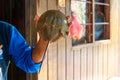 Old fisherman show stingray crab in his hands Royalty Free Stock Photo