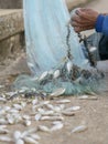 Old Fishermen clearing fisherman net , a lot of small fish Royalty Free Stock Photo