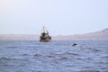 old fishing boat sails along hilly coast, and dolphins accompany vessel in search of easy prey Royalty Free Stock Photo