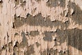 Old flaky paint on a wooden surface. Royalty Free Stock Photo