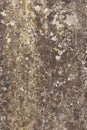 Old flat weathered stone with lichen. Background texture overlay Royalty Free Stock Photo