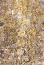 Old flat weathered stone with lichen. Background texture overlay Royalty Free Stock Photo