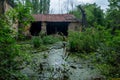 Old flooded overgrown ruined abandoned forsaken building among bog after the flood disaster